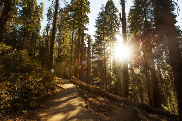 Pôr Sol Parque Nacional Sequoia Califórnia Eua — Fotografia de Stock