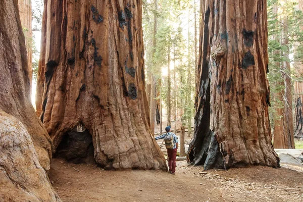 Hiker Sequoia National Park California Usa — Stock Photo, Image