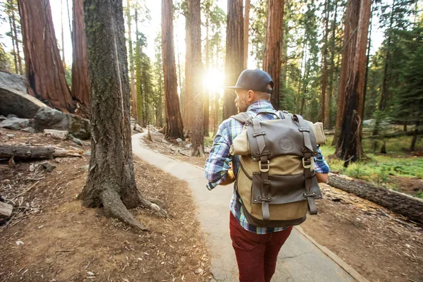 Turista Národním Parku Sequoia Kalifornii Usa — Stock fotografie