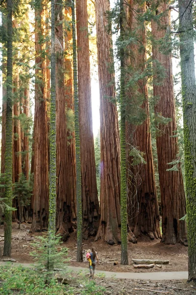Famille Avec Garçon Visitez Parc National Sequoia Californie Usa — Photo
