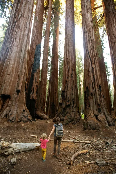 Aile Ile Çocuk Ziyaret Sequoia National Park California Abd — Stok fotoğraf