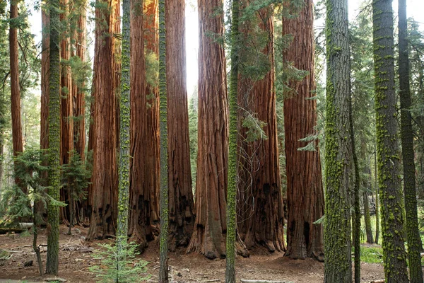 Puesta Sol Parque Nacional Sequoia California Estados Unidos — Foto de Stock