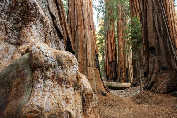 Turista Národním Parku Sequoia Kalifornii Usa — Stock fotografie