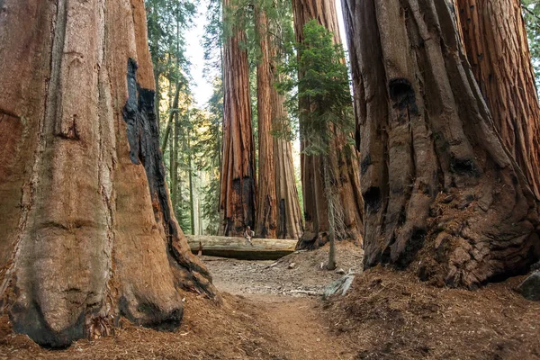 Wanderer Mammutbaum Nationalpark Kalifornien Usa — Stockfoto