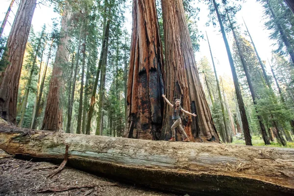 Turysta Sequoia National Park Kalifornii Usa — Zdjęcie stockowe