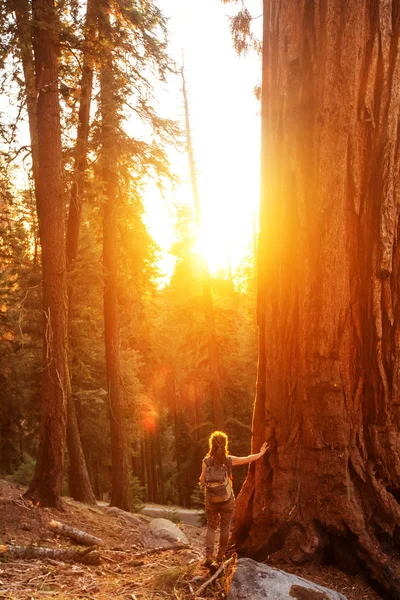 米国カリフォルニア州のセコイア国立公園でハイカー — ストック写真