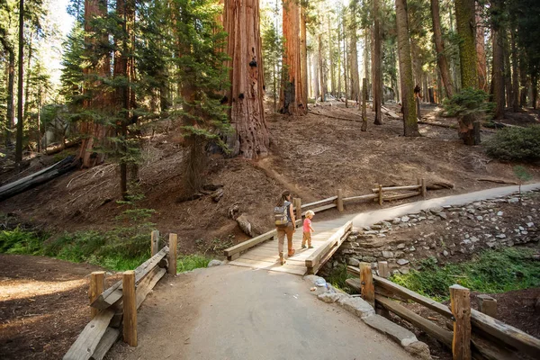 Οικογένεια Αγόρι Επισκεφτείτε Εθνικό Πάρκο Sequoia Καλιφόρνια Ηπα — Φωτογραφία Αρχείου