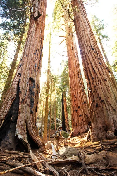 米国カリフォルニア州のセコイア国立公園でハイカー — ストック写真