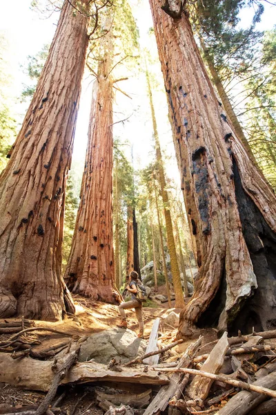 米国カリフォルニア州のセコイア国立公園でハイカー — ストック写真