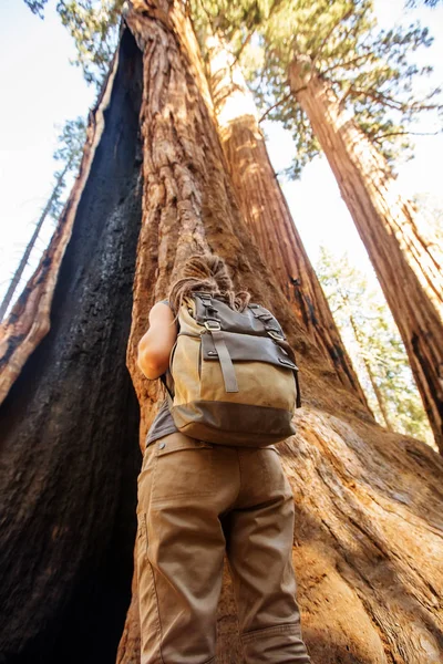 Πεζοπόρος Στο Εθνικό Πάρκο Sequoia Καλιφόρνια Ηπα — Φωτογραφία Αρχείου