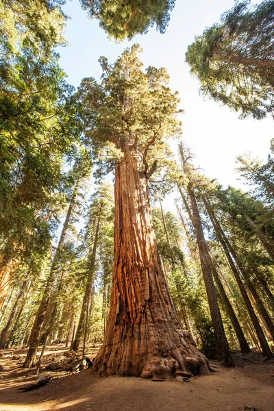 Coucher Soleil Dans Parc National Sequoia Californie États Unis — Photo