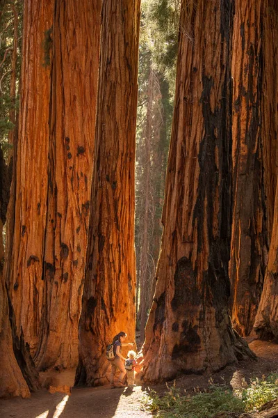 Familie Mit Junge Besucht Mammutbaum Nationalpark Kalifornien Usa — Stockfoto