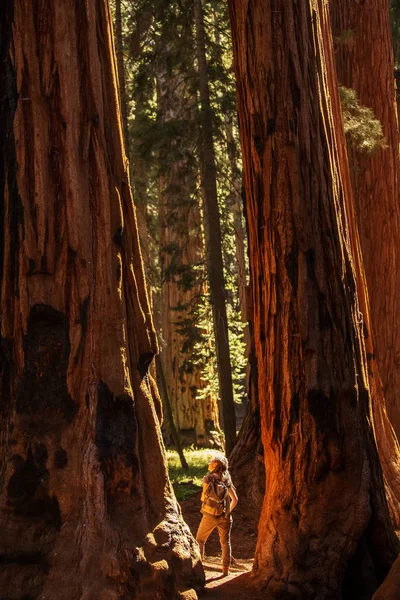 Hiker Sequoia National Park California Usa — Stock Photo, Image