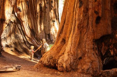 Aile ile çocuk ziyaret Sequoia national park California, ABD