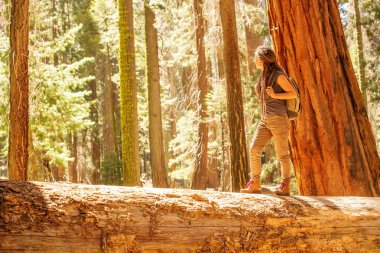 Uzun yürüyüşe çıkan kimse Sequoia national park California, ABD