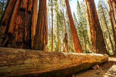 Uzun yürüyüşe çıkan kimse Sequoia national park California, ABD
