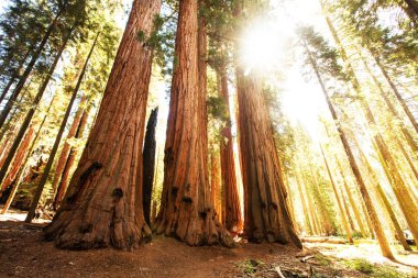 Uzun yürüyüşe çıkan kimse Sequoia national park California, ABD