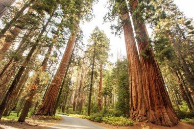 Günbatımı Sequoia national Park California, ABD