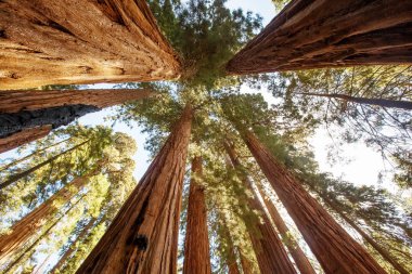 Günbatımı Sequoia national Park California, ABD