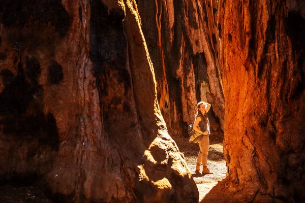 Randonneur Dans Parc National Sequoia Californie États Unis — Photo