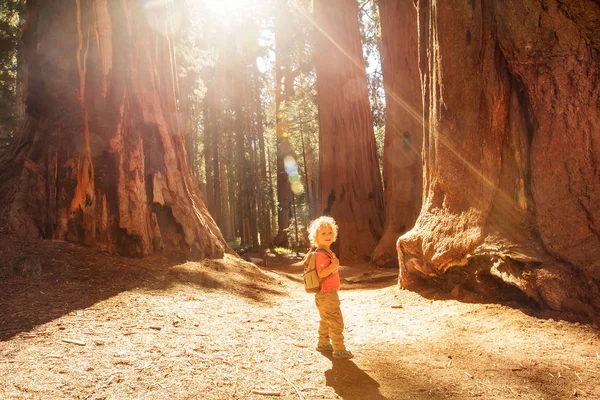 Anak Mengunjungi Sequoia Taman Nasional California Amerika Serikat — Stok Foto