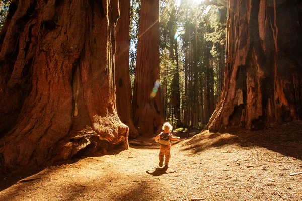 Boy Visit Parque Nacional Sequoia Califórnia Eua — Fotografia de Stock