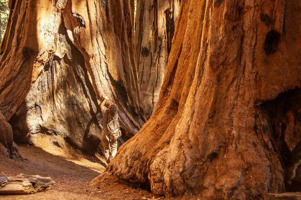 Turista Národním Parku Sequoia Kalifornii Usa — Stock fotografie
