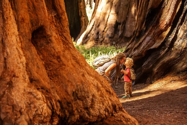 ครอบคร กชายไปเย ยมอ ทยานแห งชาต Sequoia ในแคล ฟอร สหร ฐอเมร — ภาพถ่ายสต็อก