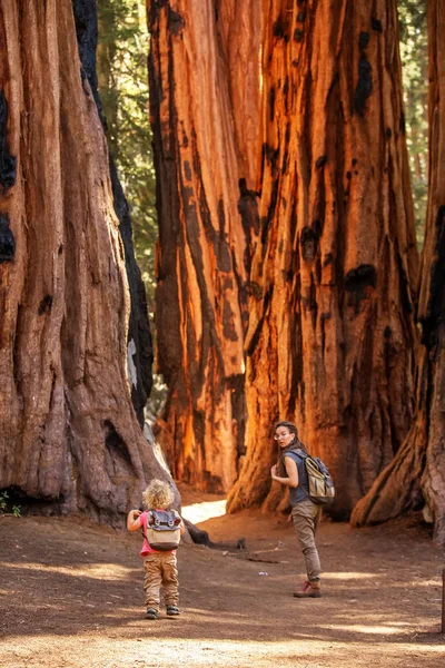 Família Com Menino Visita Parque Nacional Sequoia Califórnia Eua — Fotografia de Stock