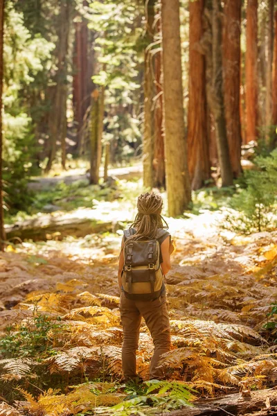 Hiker Sequoia Taman Nasional California Amerika Serikat — Stok Foto