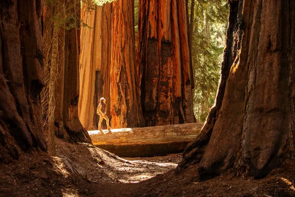 Wanderer Mammutbaum Nationalpark Kalifornien Usa — Stockfoto