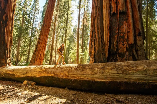 Πεζοπόρος Στο Εθνικό Πάρκο Sequoia Καλιφόρνια Ηπα — Φωτογραφία Αρχείου