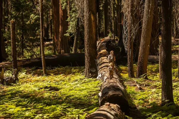 Látogasson Család Fiú Sequoia Nemzeti Park Kalifornia Usa — Stock Fotó