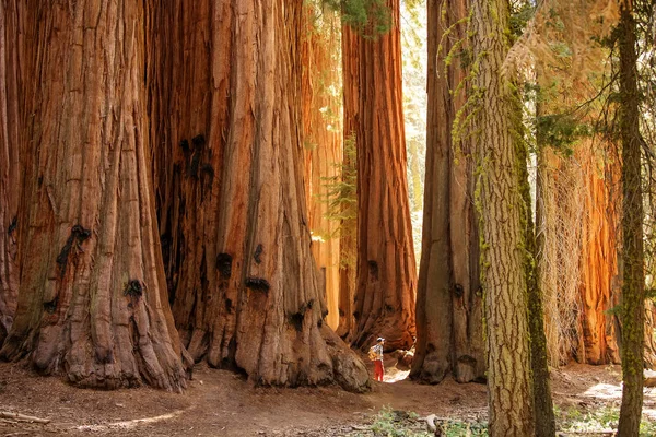 米国カリフォルニア州のセコイア国立公園でハイカー — ストック写真