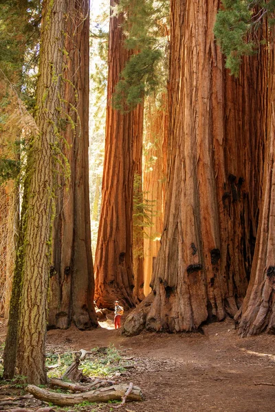 Hiker Sequoia National Park California Usa — Stock Photo, Image