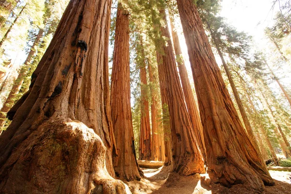 Ηλιοβασίλεμα Στο Εθνικό Πάρκο Sequoia Καλιφόρνια Ηπα — Φωτογραφία Αρχείου