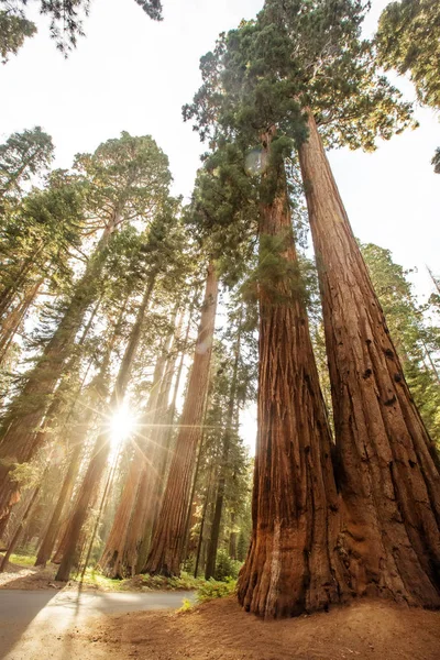 米国カリフォルニア州のセコイア国立公園の夕日 — ストック写真