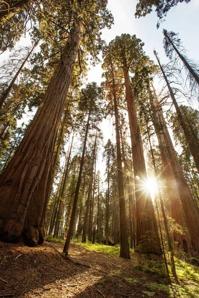 Coucher Soleil Dans Parc National Sequoia Californie États Unis — Photo