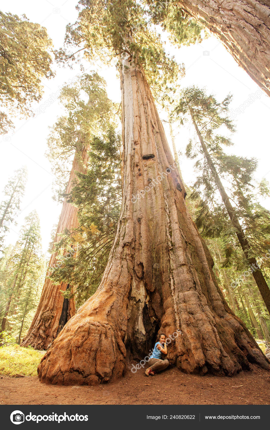 Mammut Tree Images Libres De Droit Photos De Mammut Tree Depositphotos