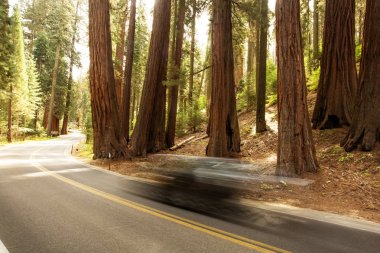 Günbatımı Sequoia national Park California, ABD