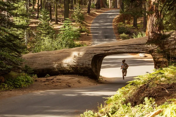 Πεζοπόρος Στο Εθνικό Πάρκο Sequoia Καλιφόρνια Ηπα — Φωτογραφία Αρχείου