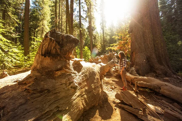 Γυναίκα Yosimite Εθνικό Πάρκο Κοντά Sequoia Στην Καλιφόρνια Ηπα — Φωτογραφία Αρχείου