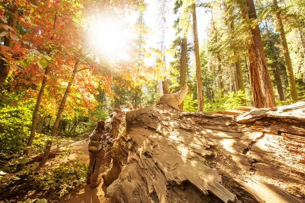 Woman Yosimite National Park Sequoia California Usa — Stock Photo, Image