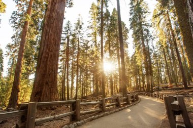 Günbatımı Sequoia national Park California, ABD