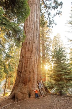 Aile ile çocuk ziyaret Sequoia national park California, ABD