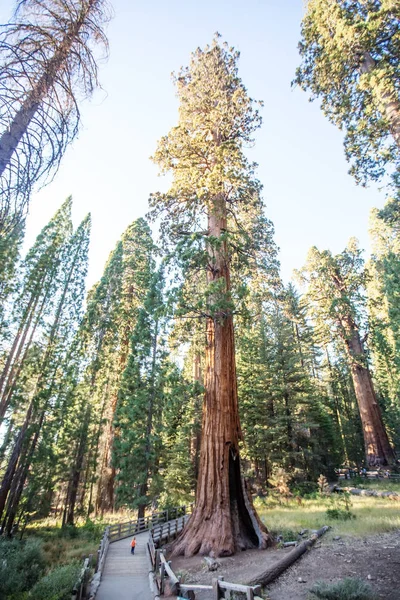 Zachód Słońca Sequoia National Park Kalifornii Usa — Zdjęcie stockowe