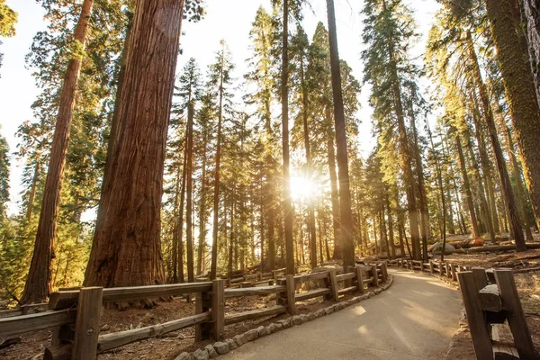 Západ Slunce Národním Parku Sequoia Kalifornii Usa — Stock fotografie