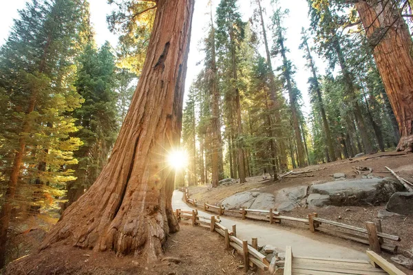 Pôr Sol Parque Nacional Sequoia Califórnia Eua — Fotografia de Stock