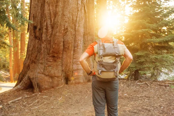 Turista Národním Parku Sequoia Kalifornii Usa — Stock fotografie