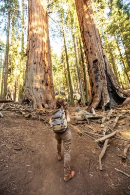 Uzun yürüyüşe çıkan kimse Sequoia national park California, ABD